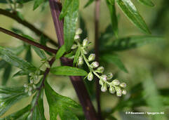 Artemisia vulgaris (Beifuss / Armoise vulgaire)