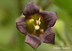 Atropa belladonna (Tollkirsche / Belladonne)