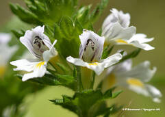 Euphrasia officinalis (Augentrost / Euphraise officinale)