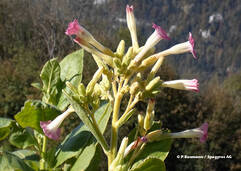 Nicotiana tabacum (Tabak / Tabac)