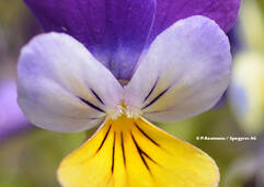 Viola tricolor (Stiefmütterchen / Pensée tricolore)