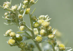 Absinthe (Artemisia absinthium / Wermut)