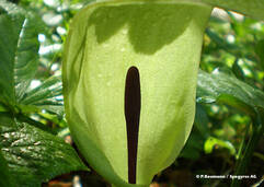Arum maculatum (Aronstab / Gouet tacheté)