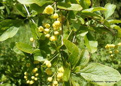 Berberis vulgaris (Berberitze / Epine-vinette)