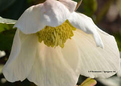 Helleborus niger (Christrose / Rose de Noël)