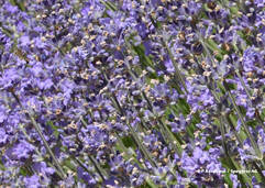 Lavendel (Lavandula angustifolia / Lavande)