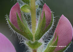 Bugrane épineuse (Ononis spinosa / Dornige Hauhechel)