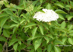 Sureau (Sambucus nigra / Holunder)